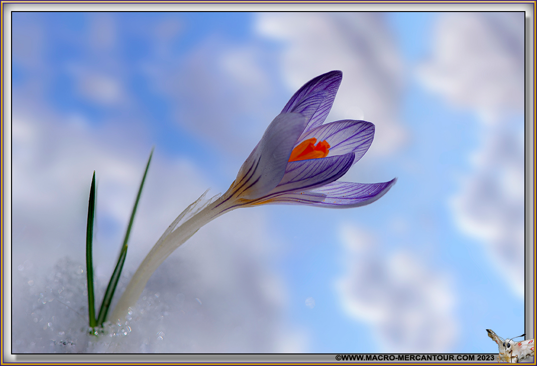 Crocus Versicolor